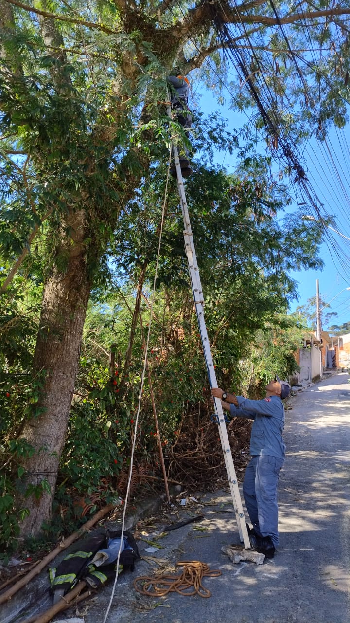 papagaio