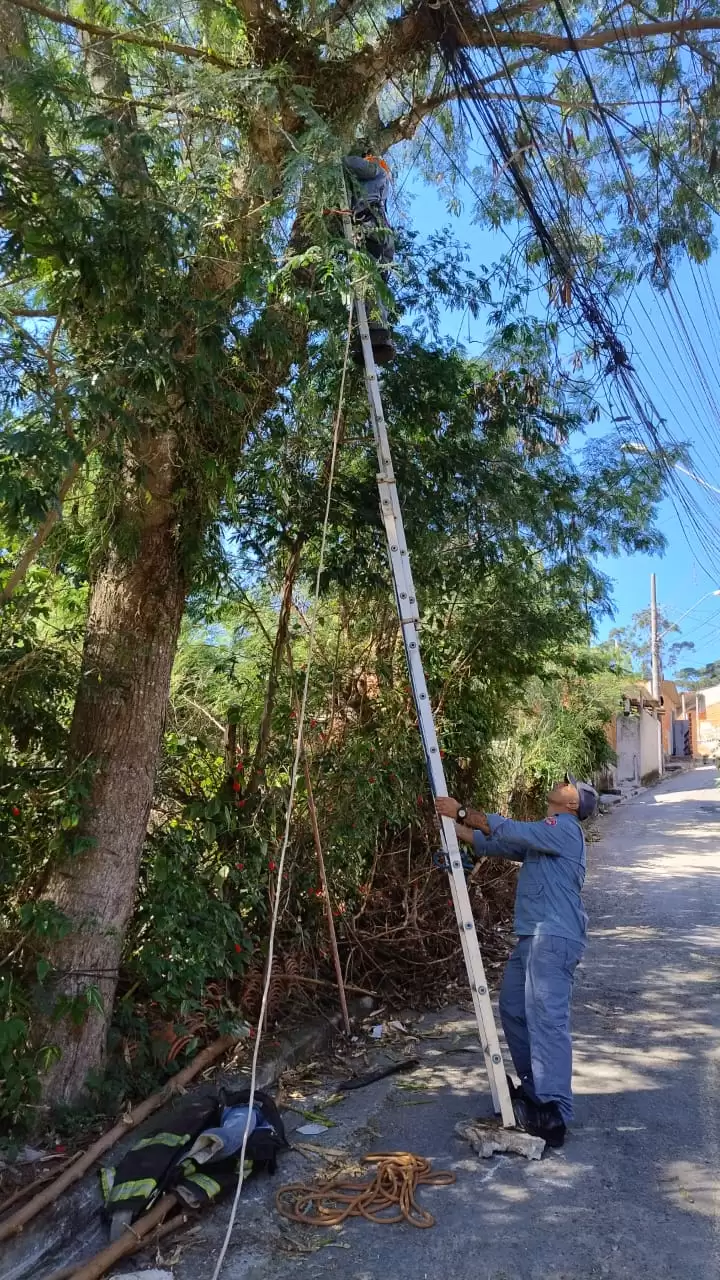 papagaio