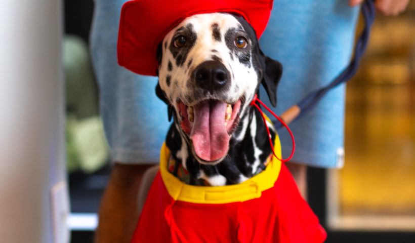 concurso fantasia pet