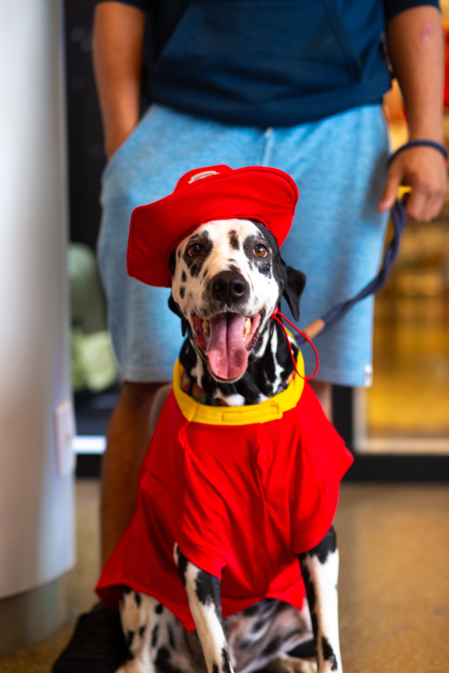 concurso fantasia pet
