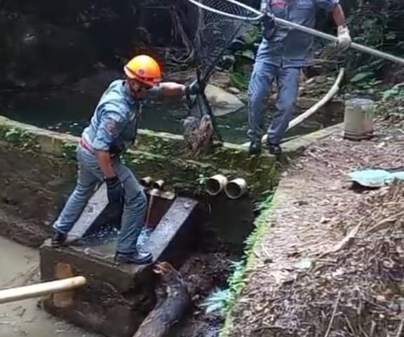 capivaras