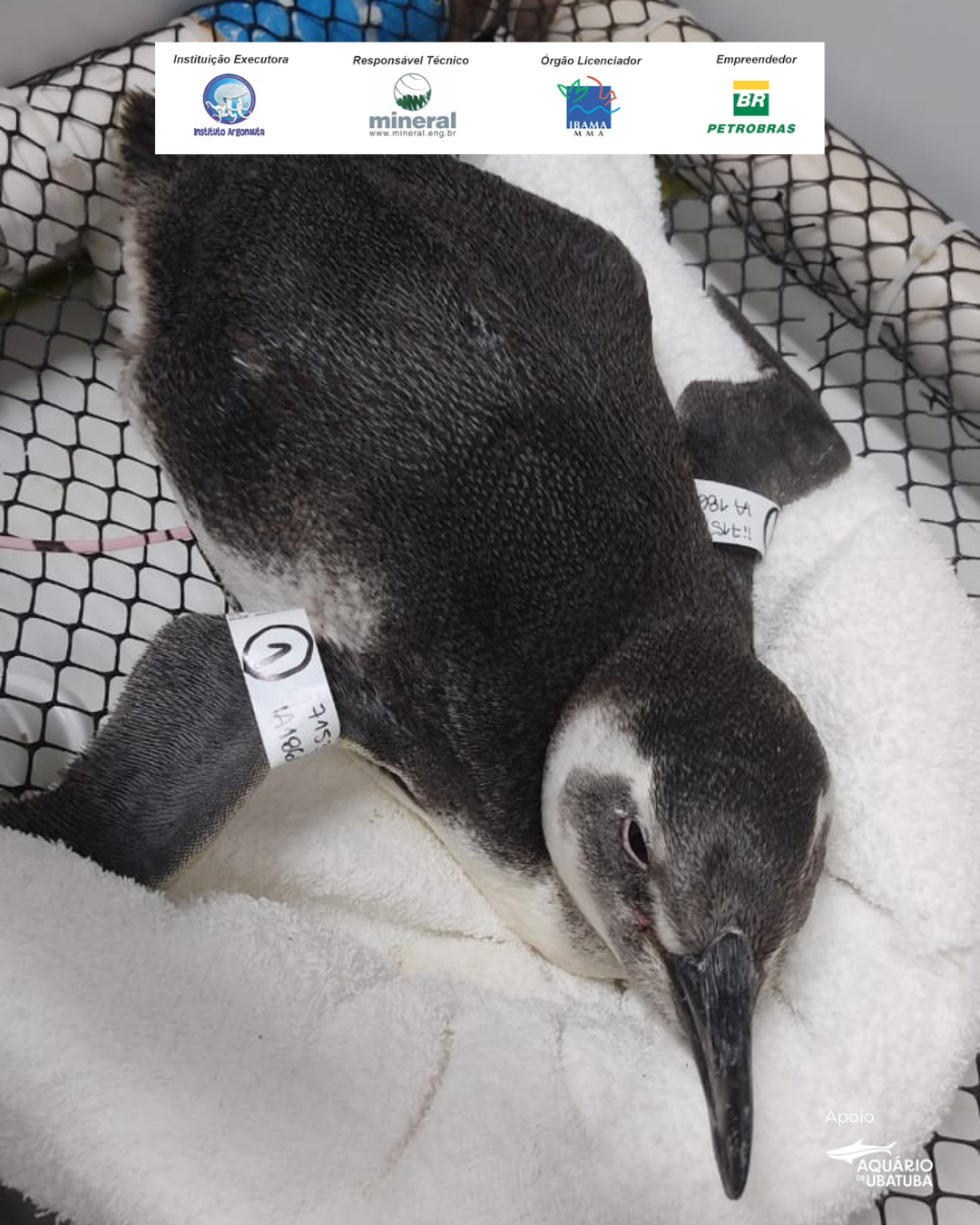 pinguins