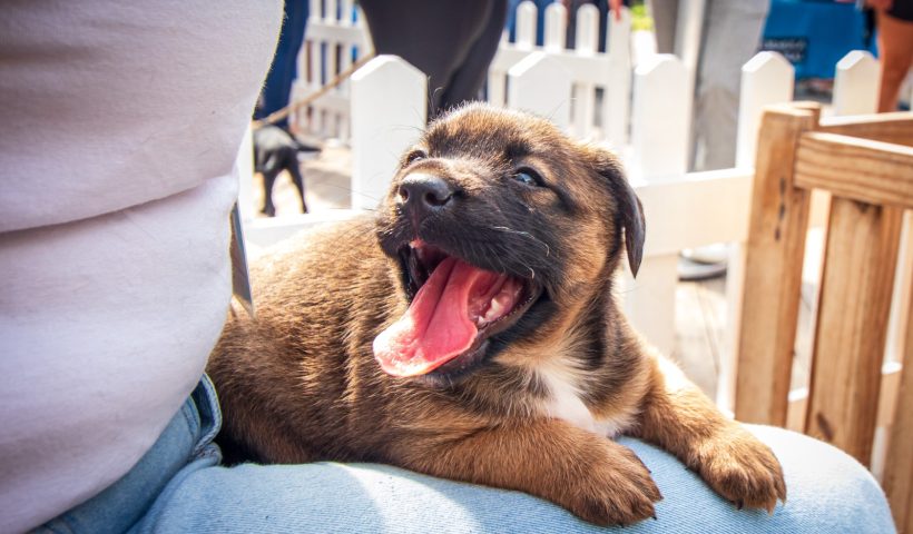 cães