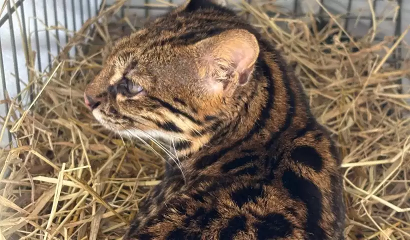 gato