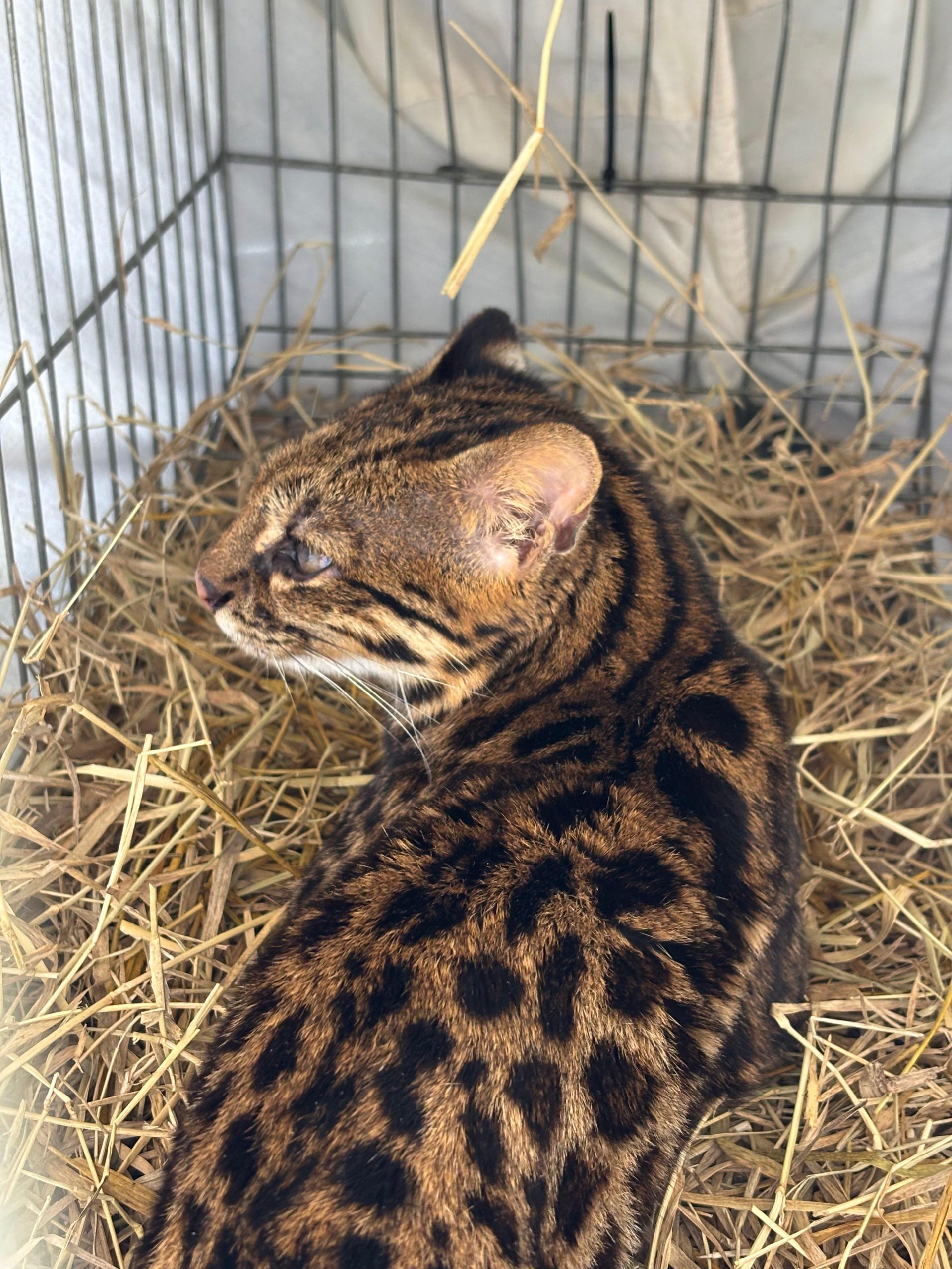 gato