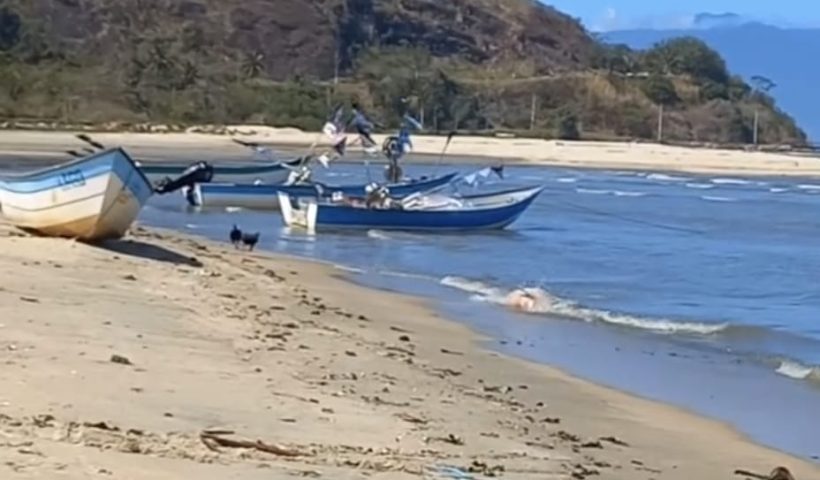 golfinho