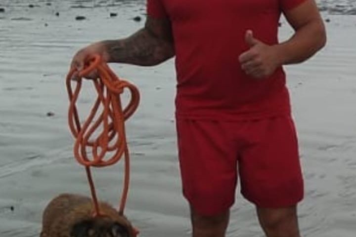 cão