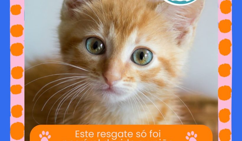 gatinho