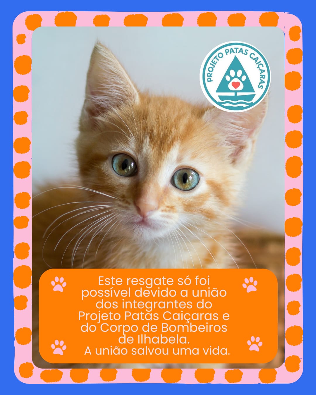 gatinho