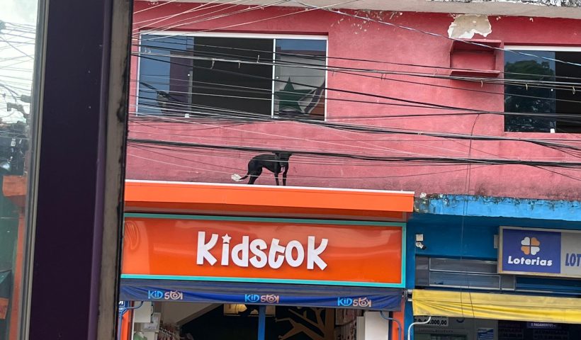 cachorro
