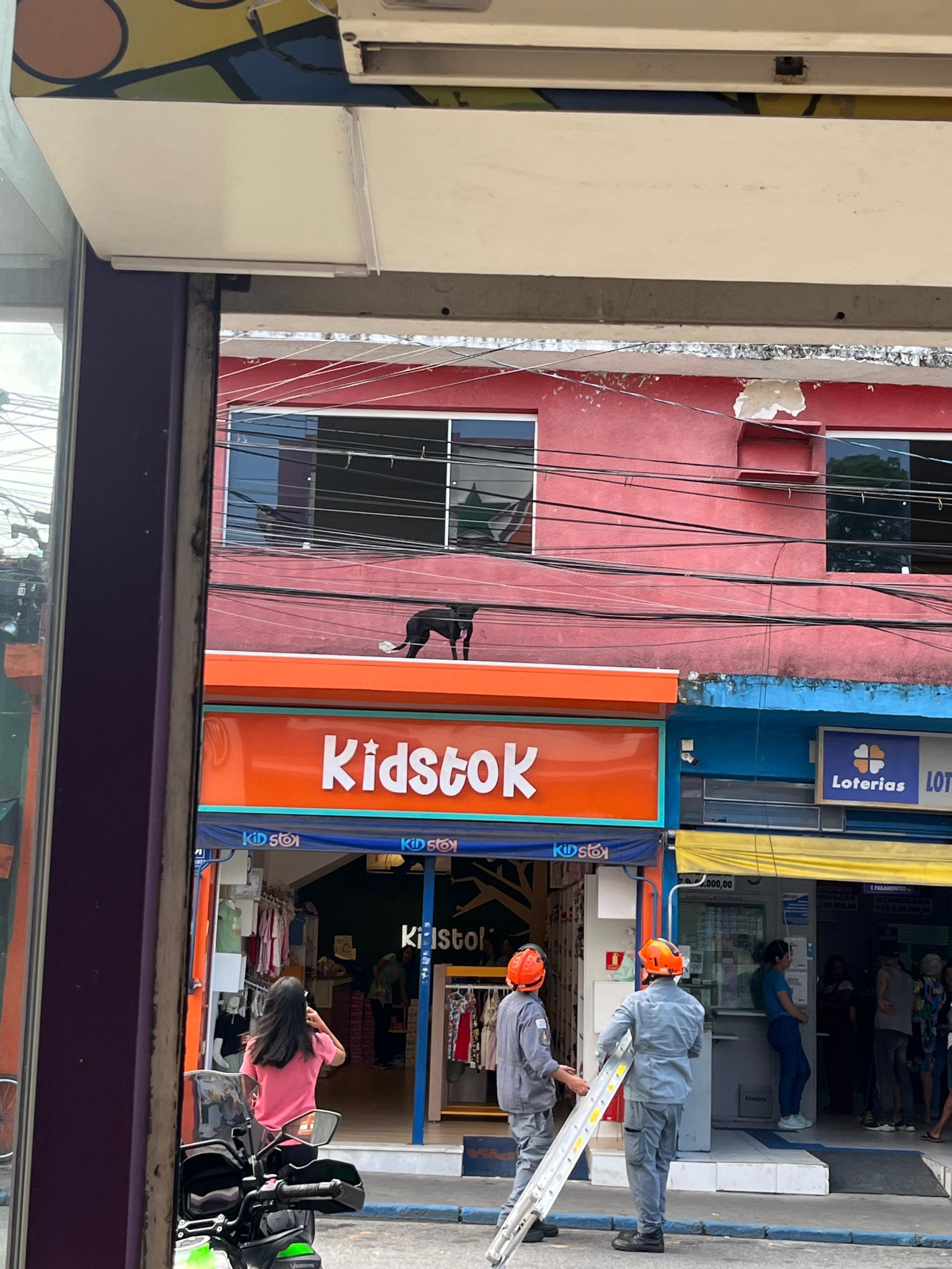 cachorro
