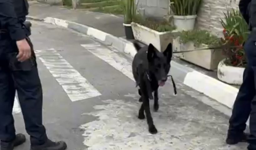 cão