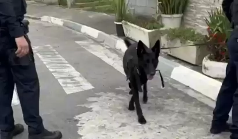 cão