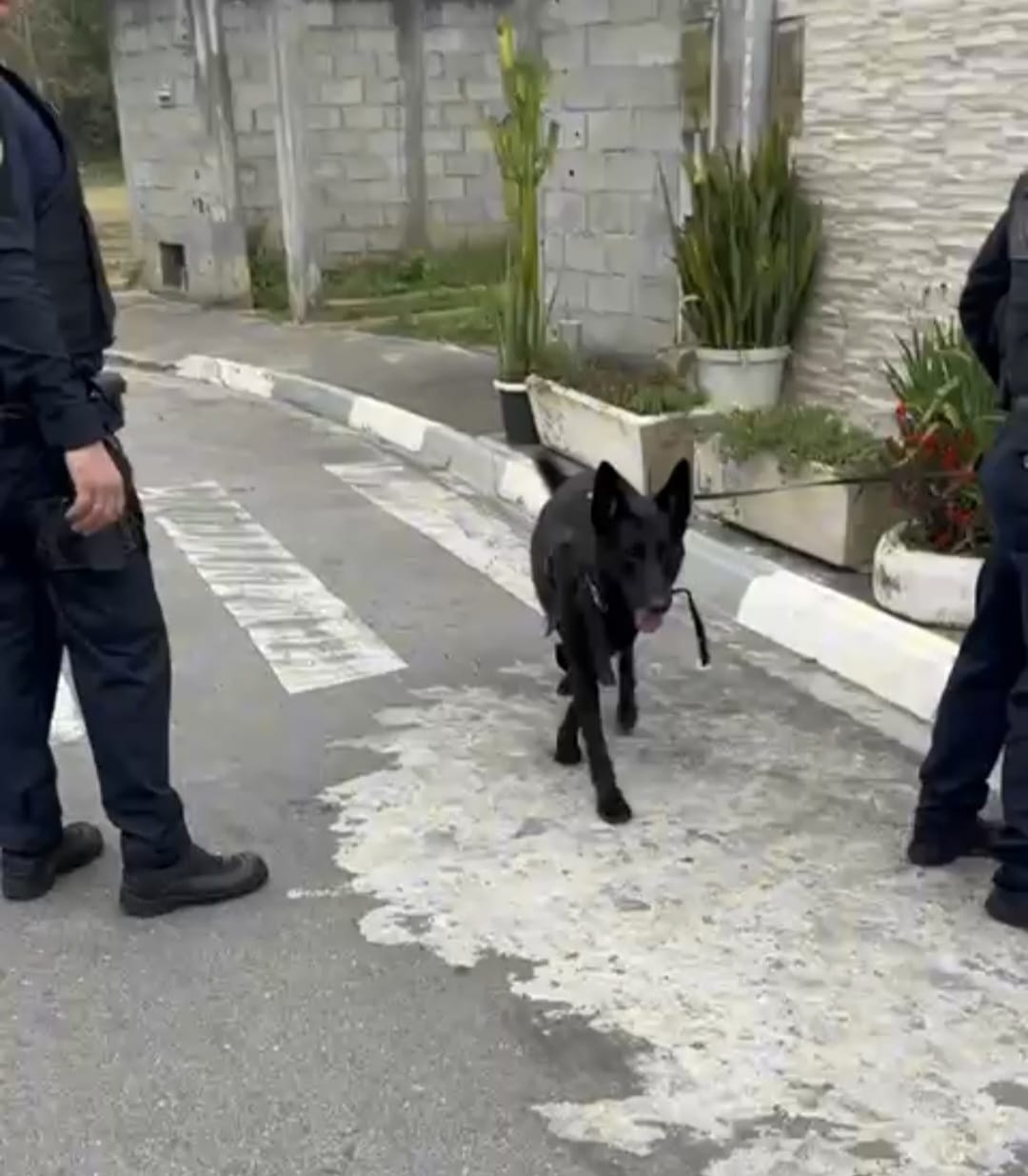 cão