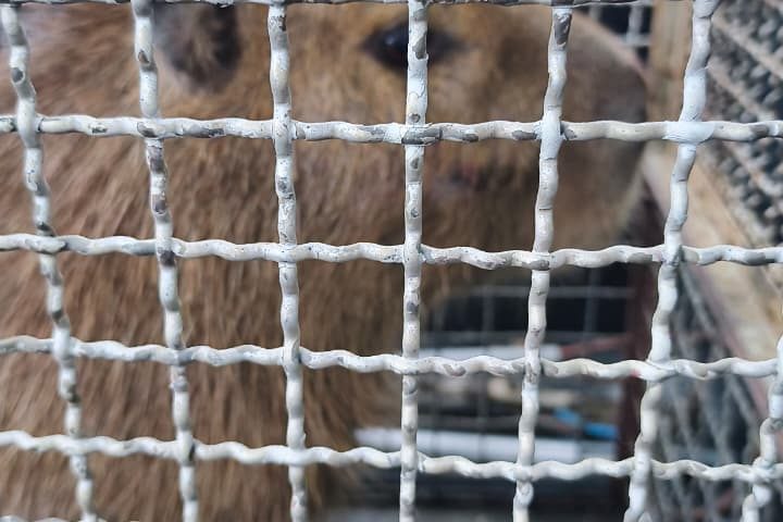 capivara morde cachorro