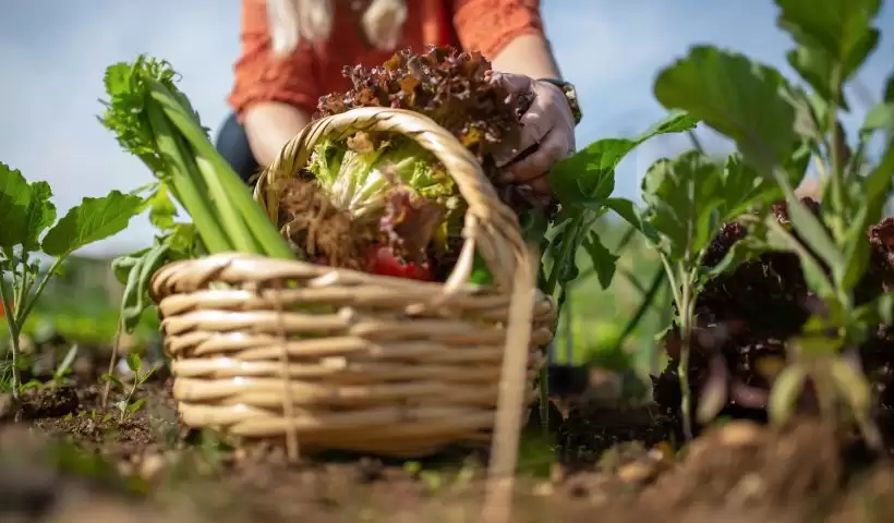 agricultura familiar