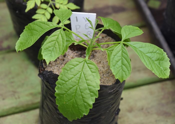 propriedade medicinais plantas mata atlântica