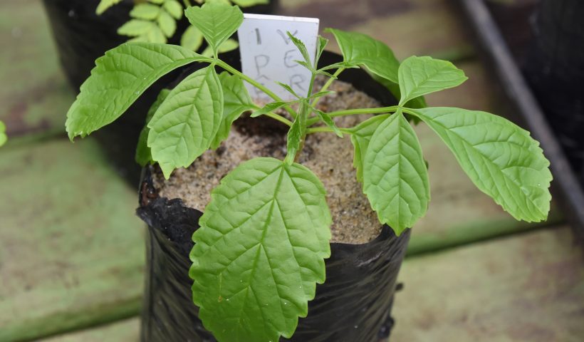 propriedade medicinais plantas mata atlântica