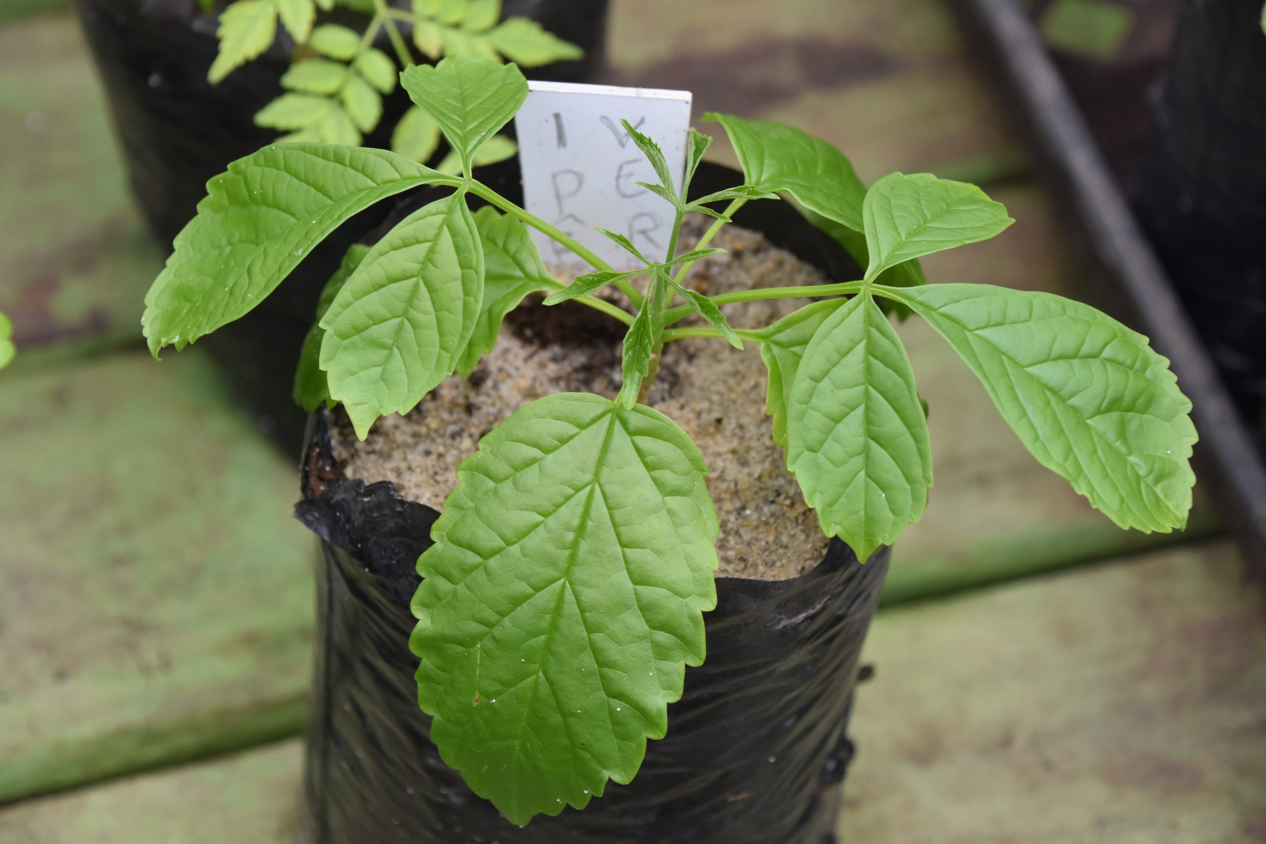 propriedade medicinais plantas mata atlântica