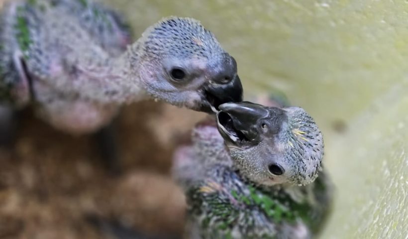 papagaios