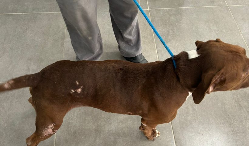 maus-tratos pitbull ilhabela