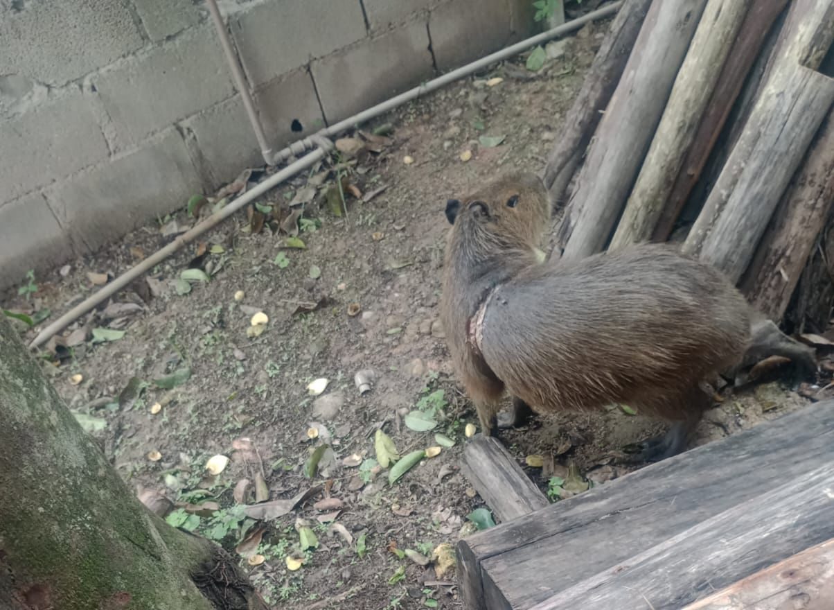 capivara