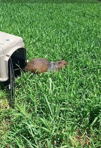 capivara