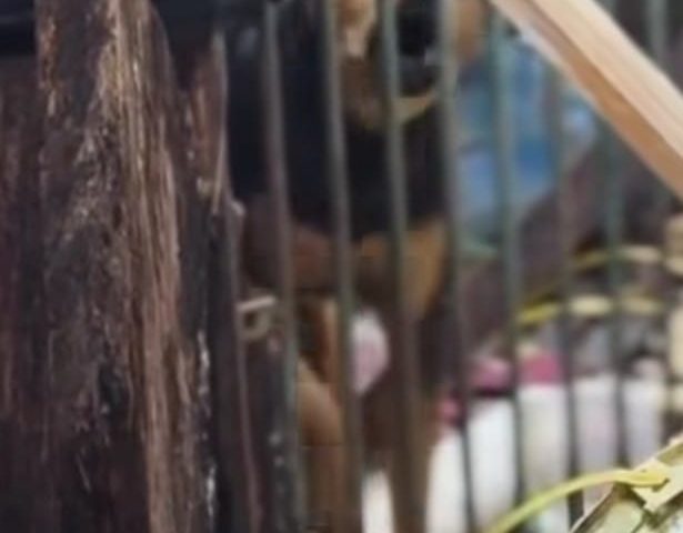 maus-tratos ilhabela