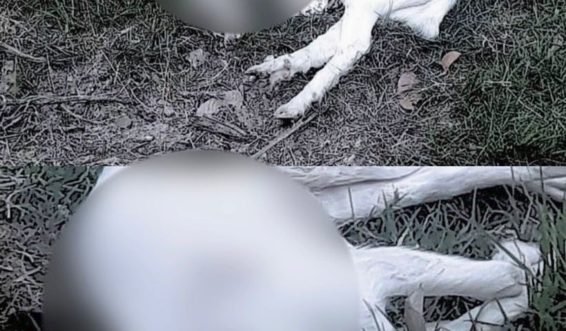 cabras e galos mortos caraguatatuba