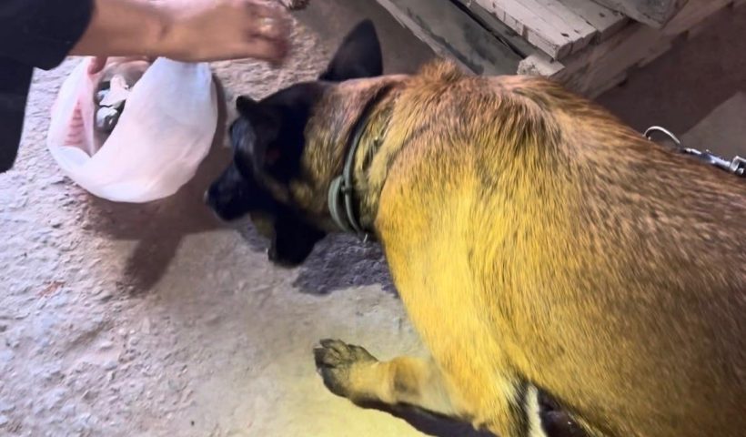 canina