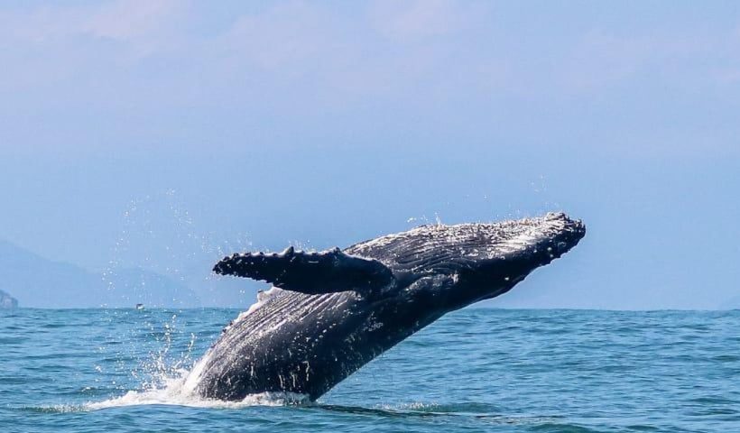 baleia jubarte ilhabela