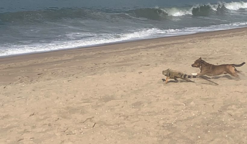iguana