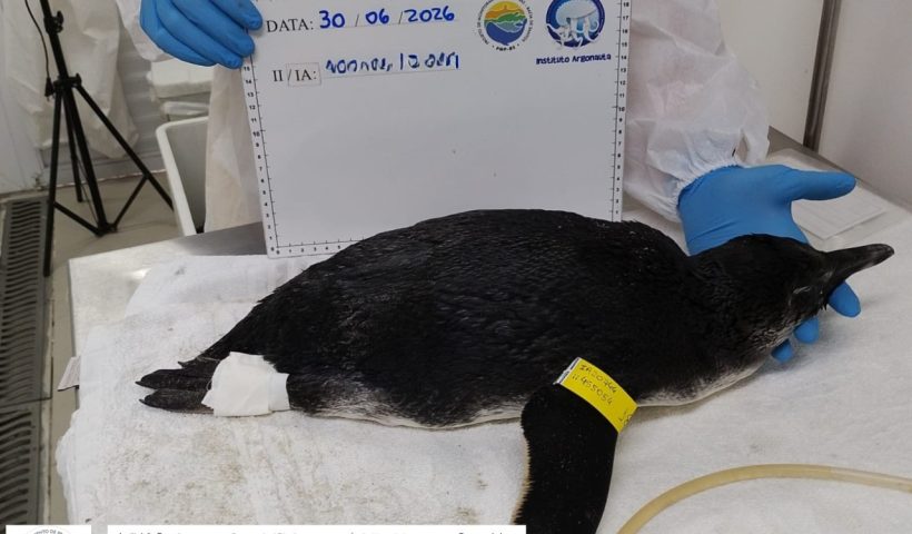 pinguim