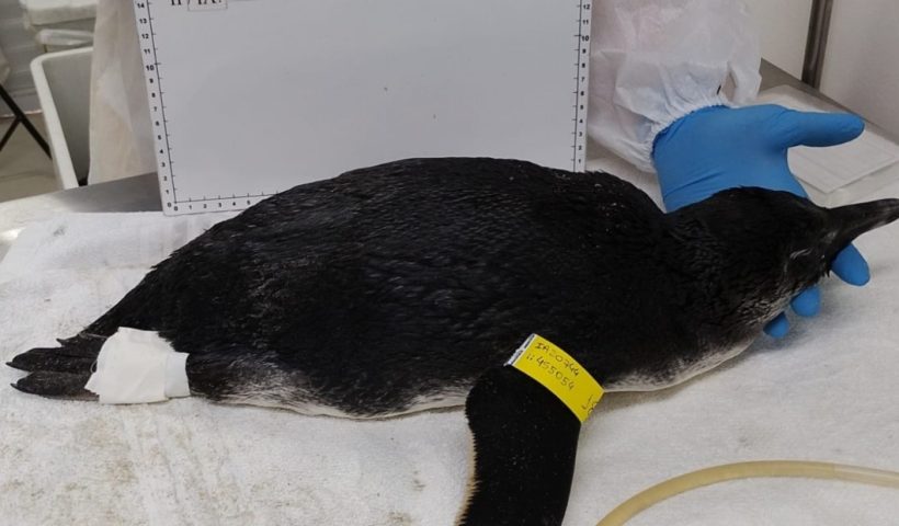 pinguim