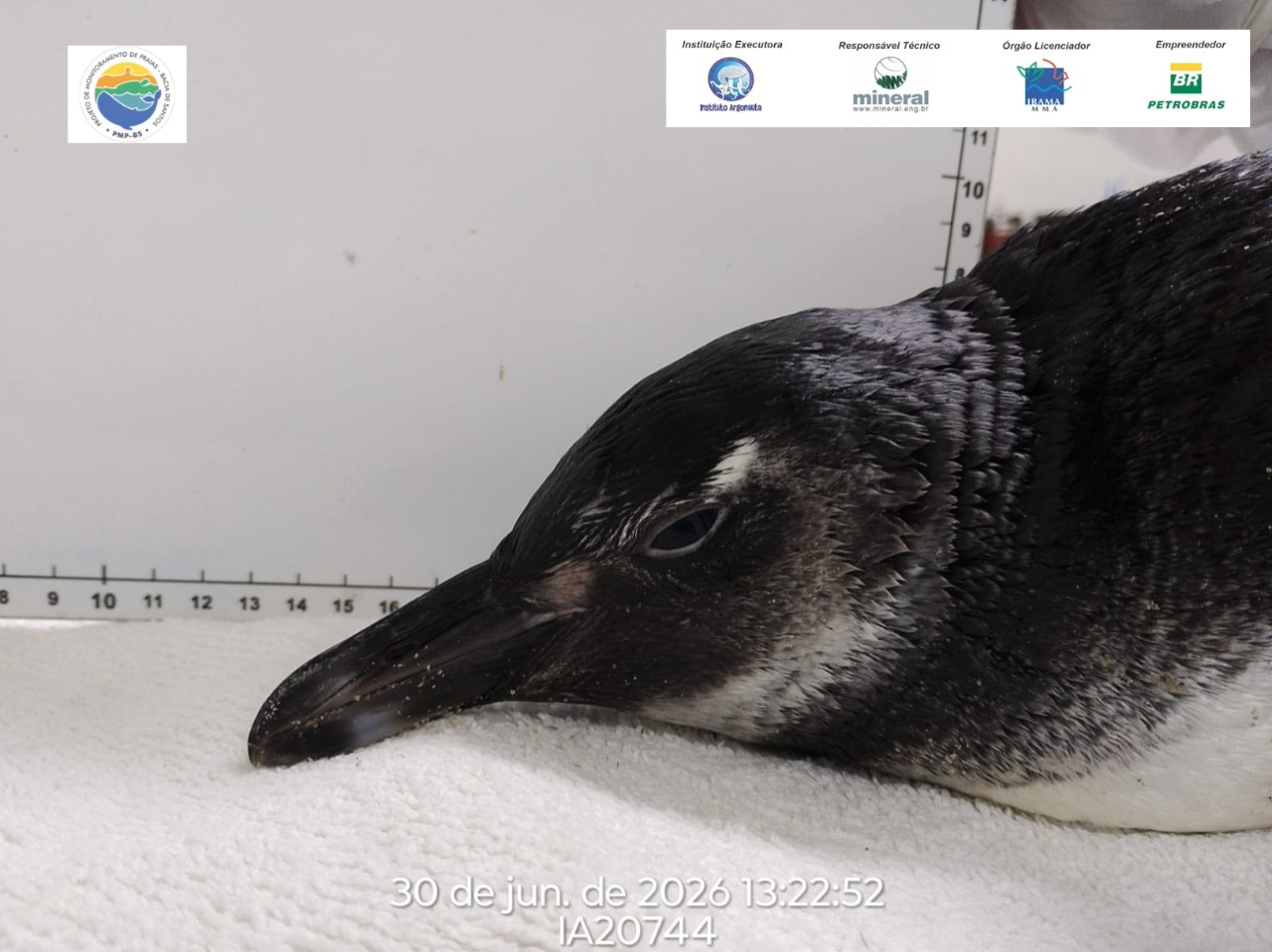 pinguim
