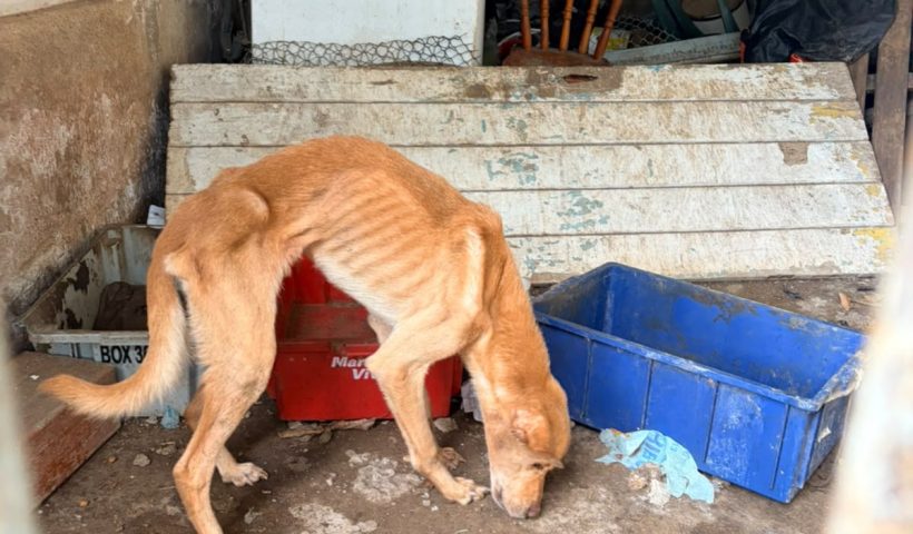 cães