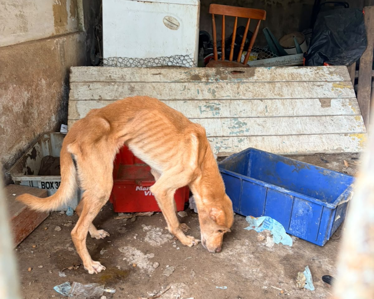 cães