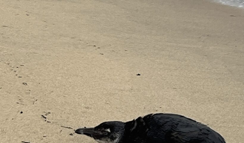 pinguim