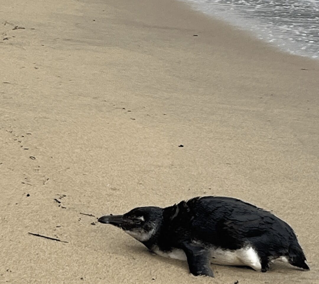 pinguim