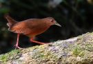 bird week