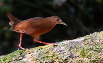 bird week