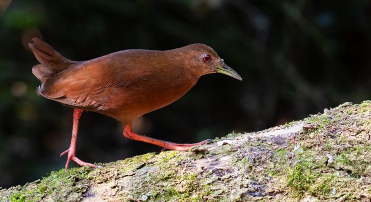 bird week