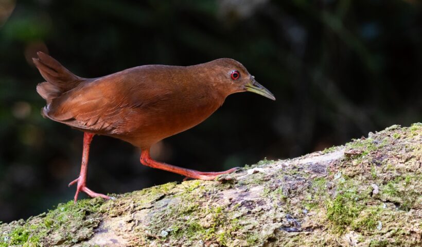 bird week