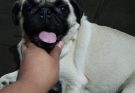 Filhote de pug morre após ser atacado por três cães soltos em Caraguatatuba