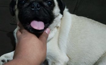 pug atacado caraguatatuba