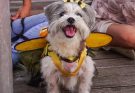 Caraguá tem concurso de fantasia pet neste sábado com R$ 3 mil em prêmios