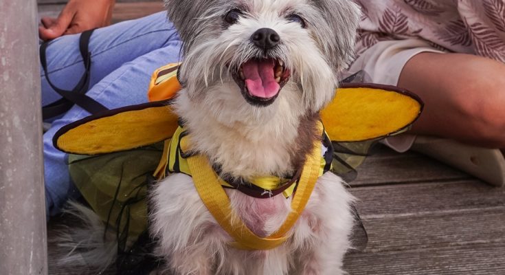 fantasia