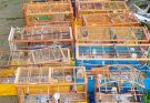 Ambiental apreende 58 aves silvestres em maus-tratos e aplica R$ 141 mil em multas